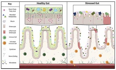 The Role of Gut Mucins in the Etiology of Depression